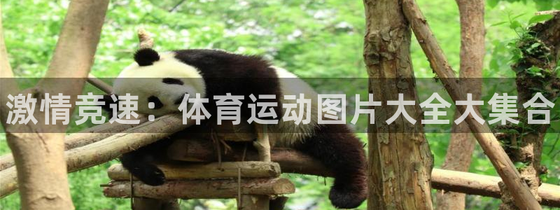 必发官方正版app集团E.ON：激情竞速：体育运动图