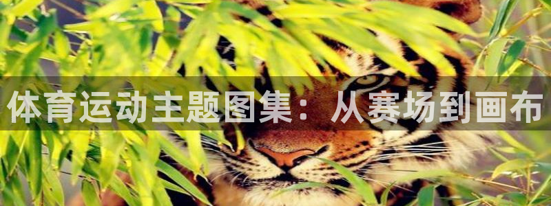 必发官网下载平台注册流程视频：体育运动主题图集：从赛